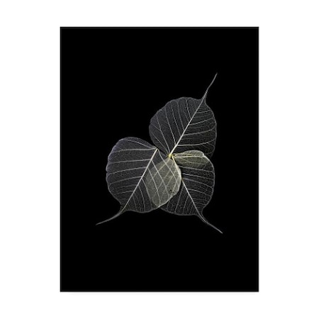 Incado 'Dark Leaves' Canvas Art,35x47